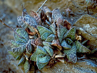 Gasteria carinata growing in its natural habitat (Near Bredasdorp, W. Cape)