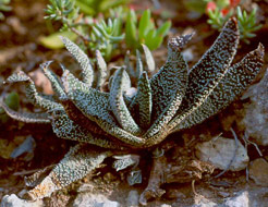 Gasteria carinata var. verrucosa