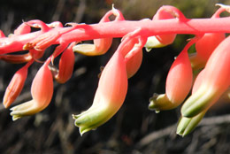 A close-up of the flowers of Gasteria disticha var. disticha