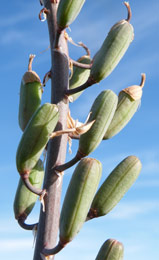 A close-up of the fruit of Gasteria disticha var. disticha