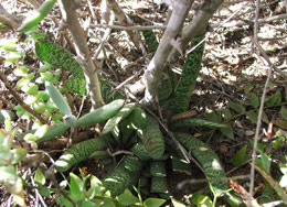 Gasteria disticha var. langebergensis in its natural habitat near the Langvlei Quarry (Robertson, Western Cape)