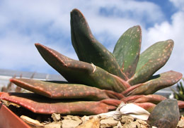 Gasteria disticha var. robusta