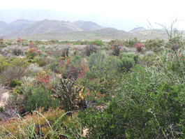 Gasteria disticha var. disticha habitat near Robertson