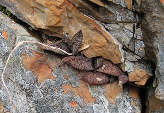 Gasteria ellaphieae in habitat at Kouga Dam. 