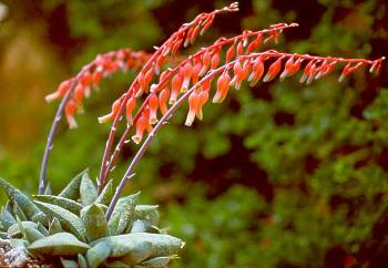 Gasteria glauca in flower in cultivation at Kirstenbosch