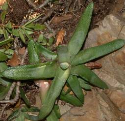 Gasteria glauca in habitat on a south-facing cliff