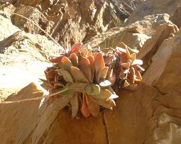 Gasteria glauca in habitat on a south-facing cliff