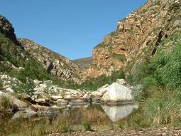 The Kouga River, sheer south-facing cliffs, habitat of G. glauca. 