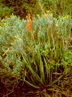 Gasteria pulchra plant