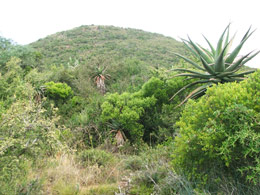 Albany Thicket, habitat of Gasteria pulchra