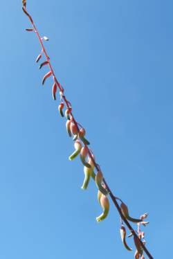 Inflorescence