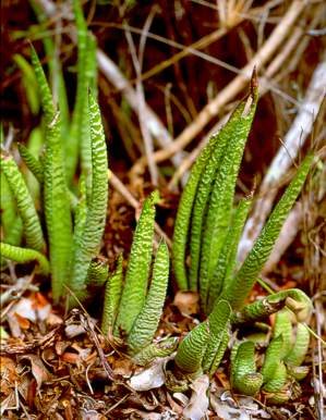 Leaves