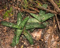 Gasteria vlokii growing in its native habitat in the Groot Swartberg