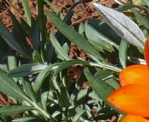 Gazania rigida leaves