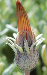 Gazania splendidissima involucre