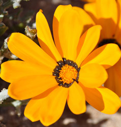 Gazania splendidissima flower head