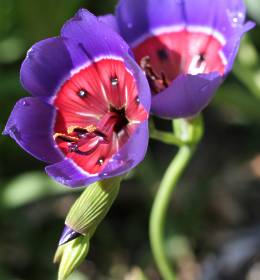 G. radians flowers