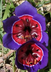 Geissorhiza radians | PlantZAfrica