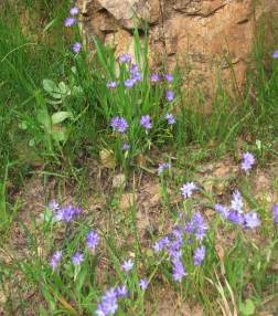 Growing near Franschhoek