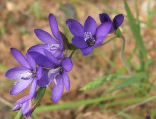 In flower