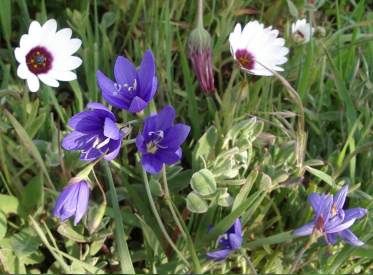 Growing amongst other spring flowers