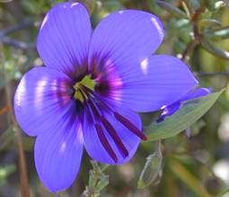 Geissorhiza splendidissima flower