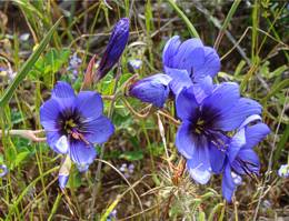 Geissorhiza splendidissima plants