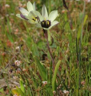 Geissorhiza purpureolutea