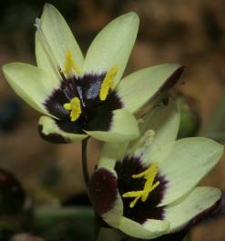 Geissorhiza purpureolutea flowers