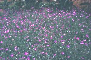 Bed of Geranium incanum