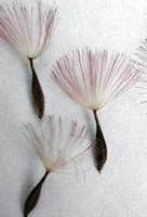 Seed of Gerbera aurantiaca