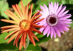 Flowers of G.jamesonii and G.viridifolia