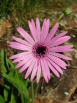 Purple form of G.viridifolia