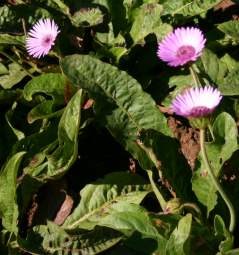 Leaves and flowers of G.viridifolia