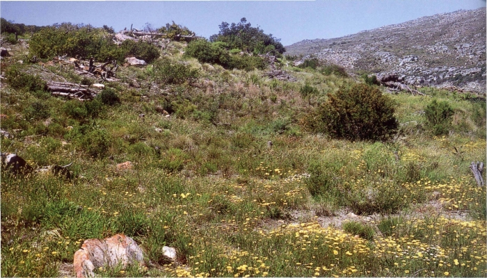 Habitat of Gladiolus aureus (extant, lower population), southern Cape Peninsula (Graham Duncan). 