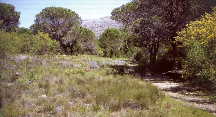 Habitat of Gladiolus aureus (extinct, upper population), southern Cape Peninsula (Graham Duncan). 