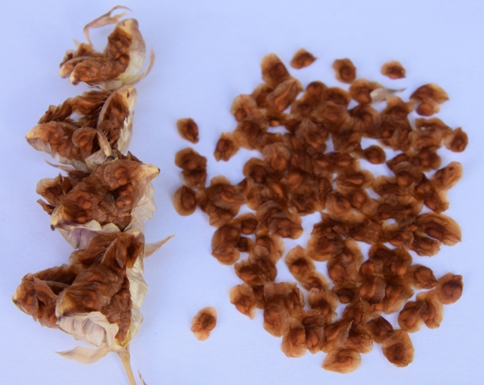 Gladiolus aureus ripe capsules and seeds (Graham Duncan)