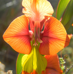 Gladiolus alatus flower