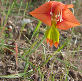 Gladiolus alatus plant