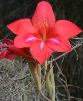 Gladiolus carmineus flower