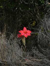 Gladiolus carmineus growing in habitat