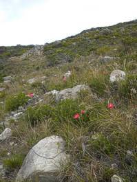 Gladiolus carmineus growing in habitat