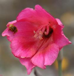 Monkey beetle visiting flower