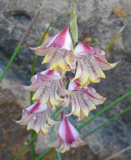 Gladiolus guthriei