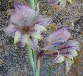 Gladiolus guthriei flowers