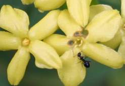 Insects visiting flowers