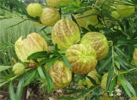 Gomphocarpus physocarpus fruits