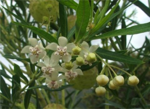 Gomphocarpus physocarpus flowers