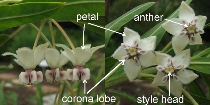 Gomphocarpus physocarpus flowers, showing corona