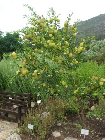 Gomphocarpus physocarpus growing in the Useful Plants Garden, Kirstenbosch